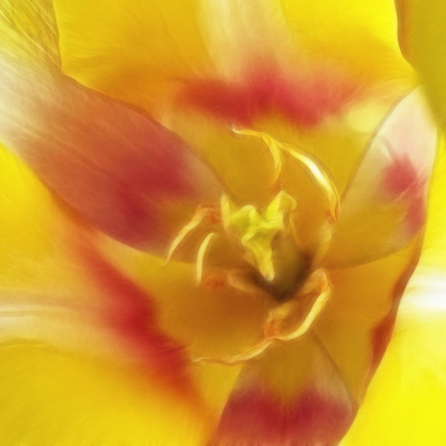 Mellow Yellow Photograph by Wes and Dotty Weber