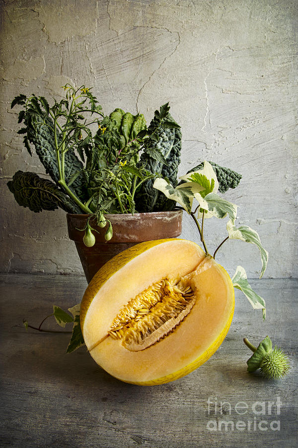 Melon Photograph by Elena Nosyreva