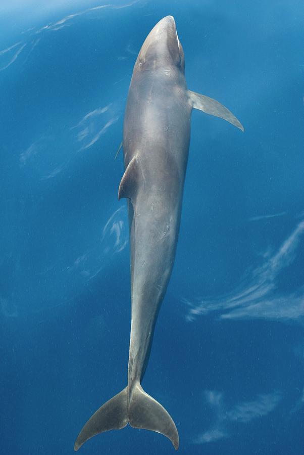 Melonheaded Whale by Christopher Swann/science Photo Library