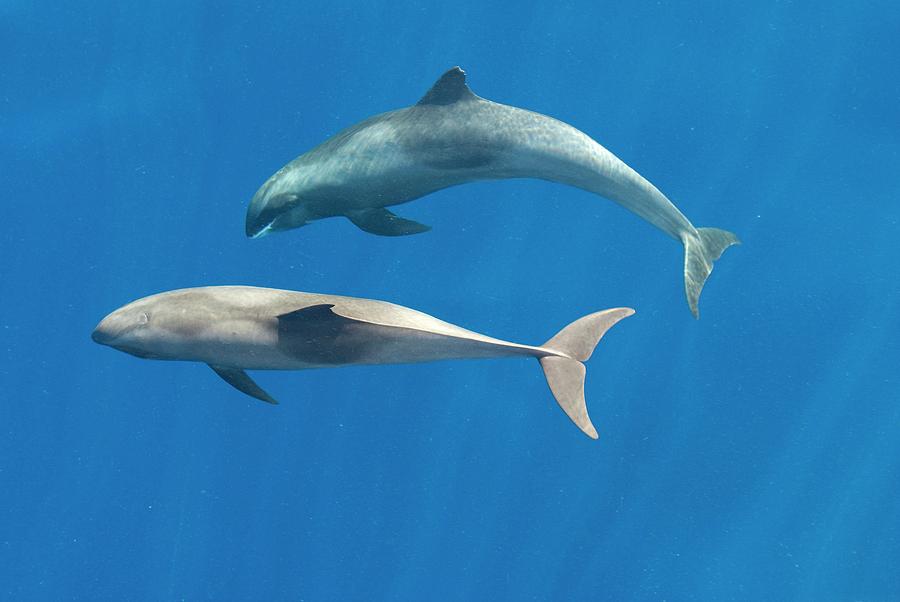 Melon-headed Whales Photograph by Christopher Swann/science Photo Library - Pixels