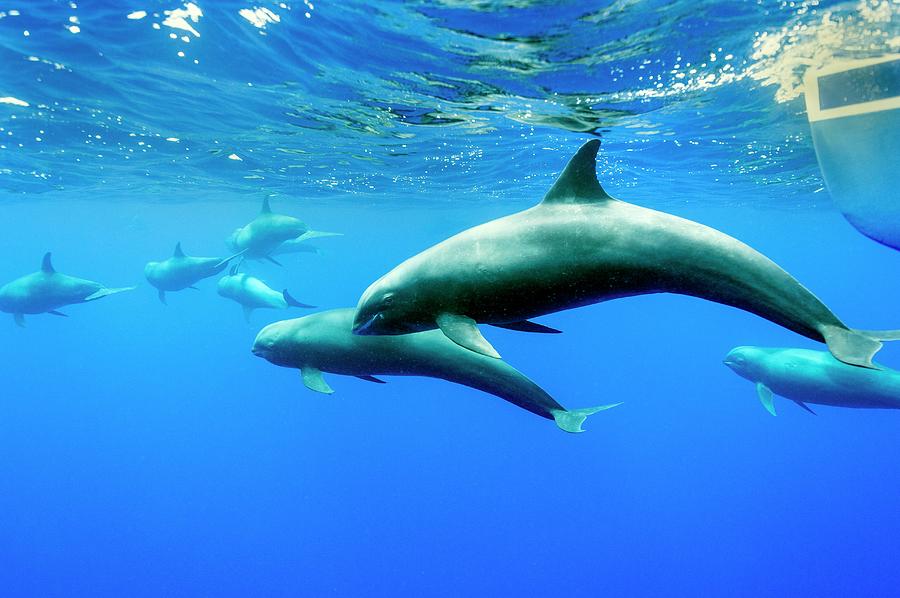 Melon-headed Whales With A Boat Photograph by Christopher Swann/science Photo Library - Pixels