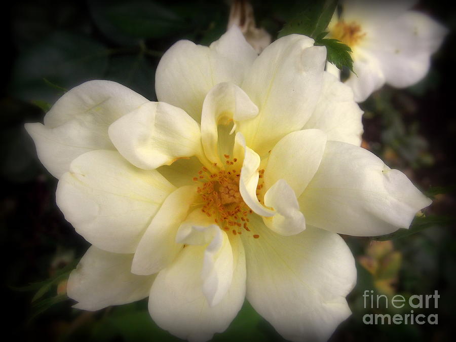 Melted Butter Popcorn Rose - Flower Photography Photograph by Miriam Danar