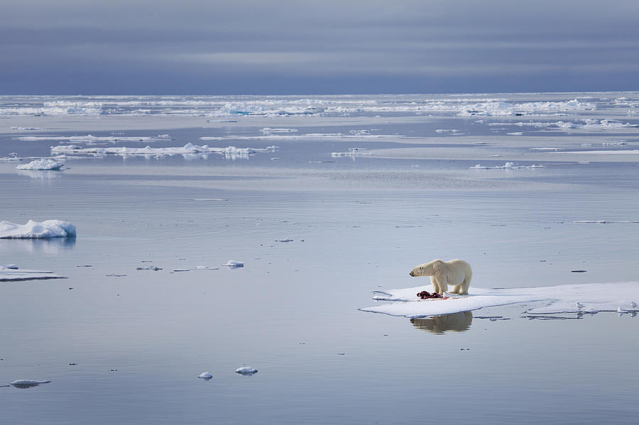 Melting Horizons Photograph by Chase Dekker Wild-Life Images