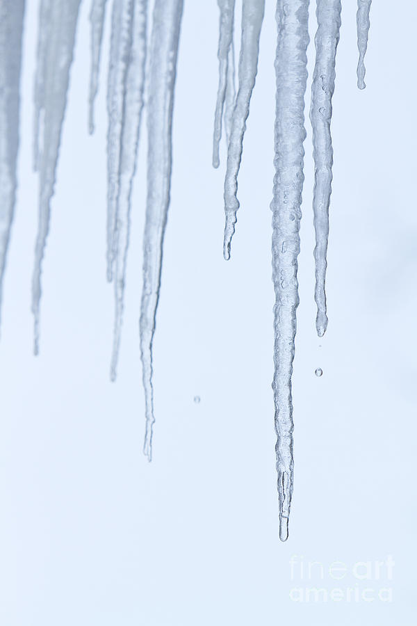 Melting Ice Icicles Photograph by James BO Insogna