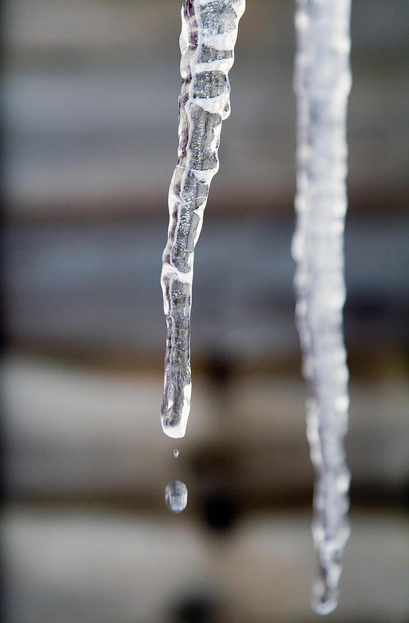 Melting Icicle Photograph by Chris Clark