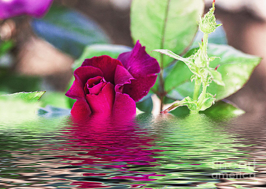 Melting Rose Photograph by Janice Pariza - Fine Art America