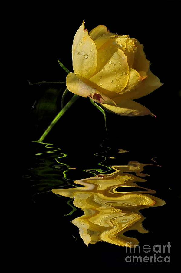 Melting Rose Photograph by Kaye Menner