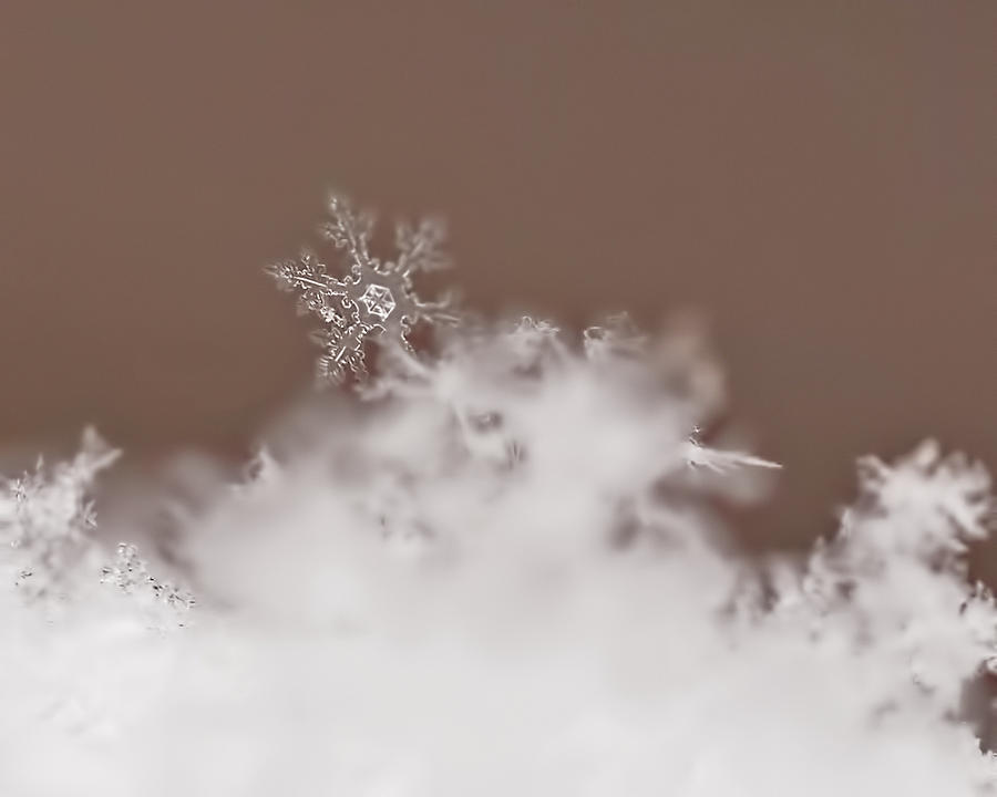 Winter Photograph - Melting Slowly by Rona Black