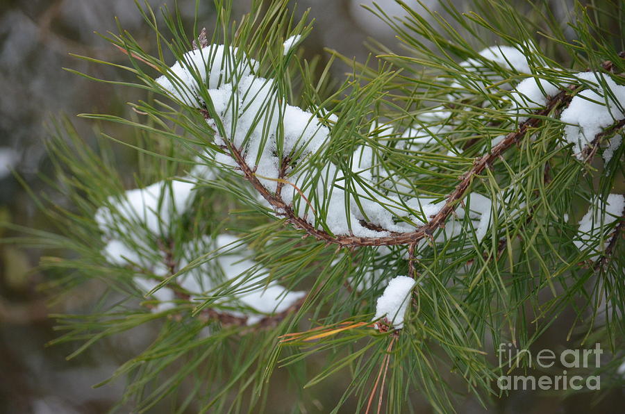 Melting Snow in the Pines Photograph by Maria Urso