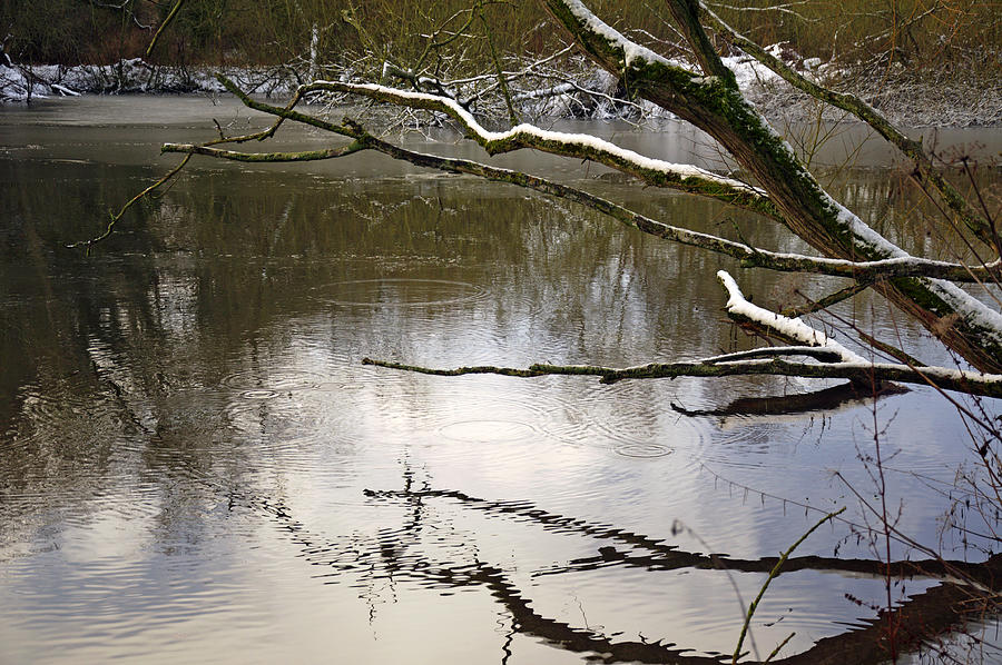 Melting Snow On Branches Over Rolleston Pond Photograph by Rod Johnson