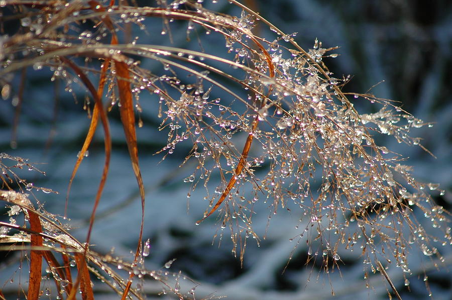 Melting Snowdrops - Winter Photograph by Susan Carella