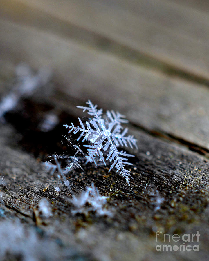 Melting Snowflakes Photograph by Lila Fisher-Wenzel