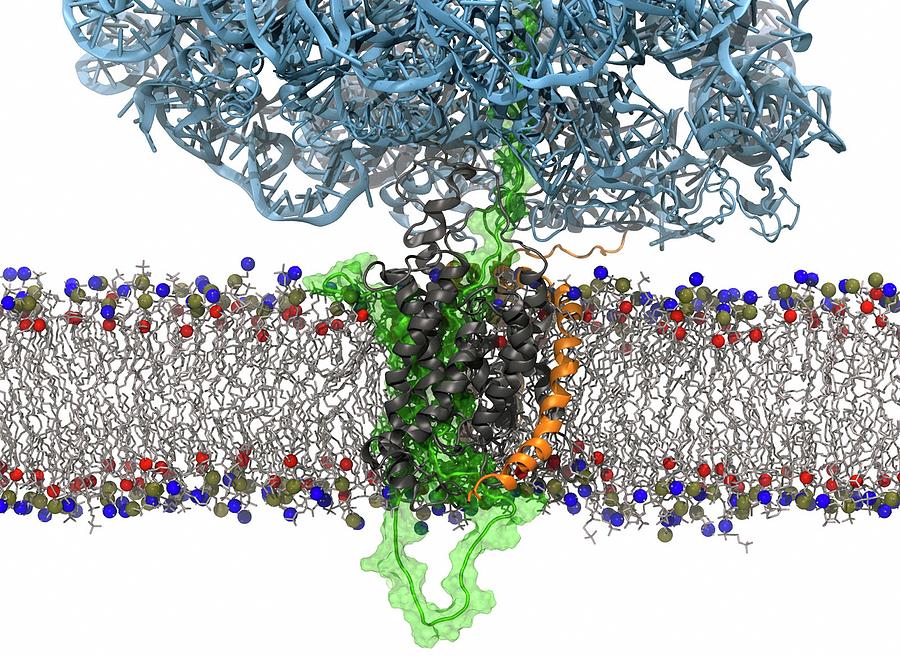 Membrane Protein Synthesis Modelling Photograph by Argonne National Laboratory/science Photo Library