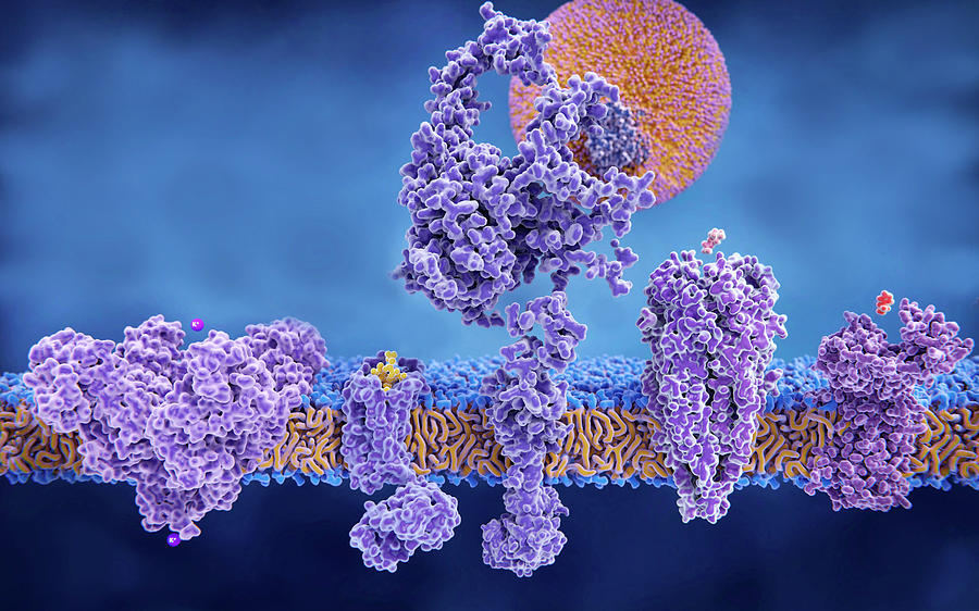 Membrane Proteins, Illustration Photograph by Juan Gaertner