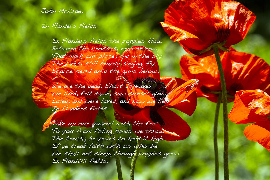 Memorial Day Poppies Photograph by Constantine Gregory