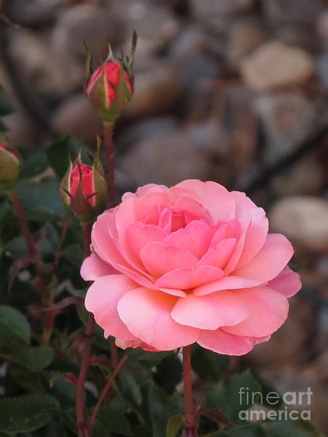 Memorial Day Rose Photograph by Phyllis Kaltenbach