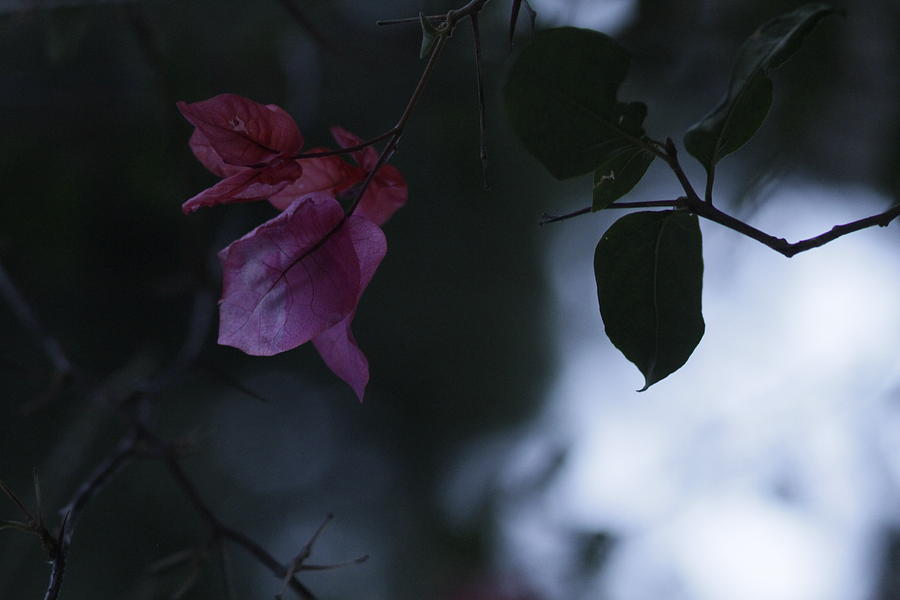 Flowers Still Life Photograph - Memorie of Nona by Danica Radman
