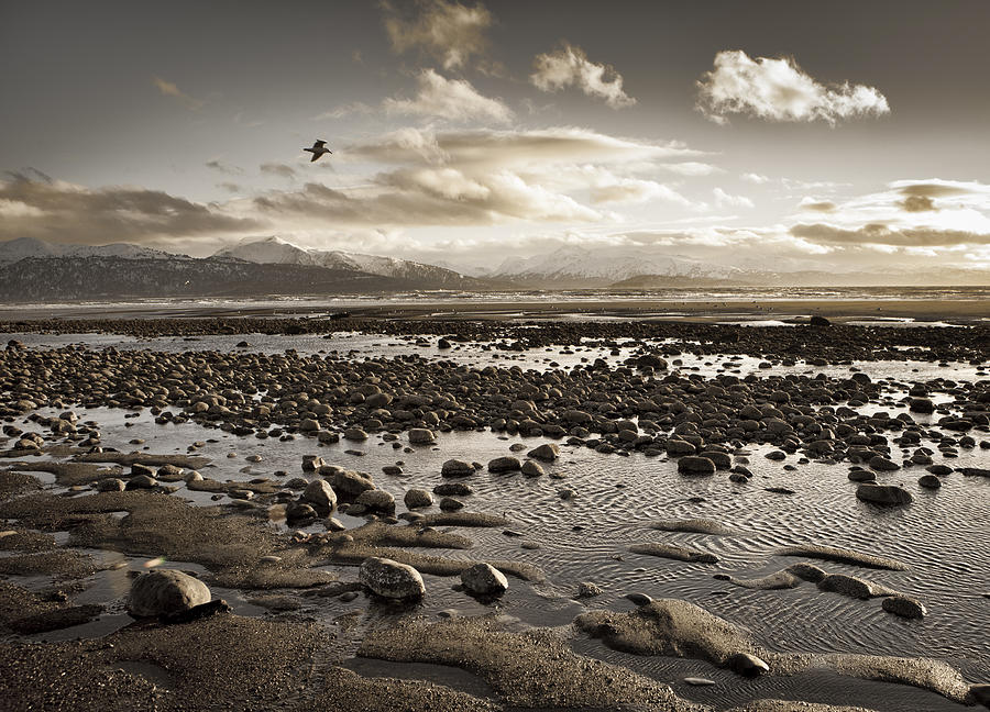 Memories of a Beach Photograph by Michele Cornelius
