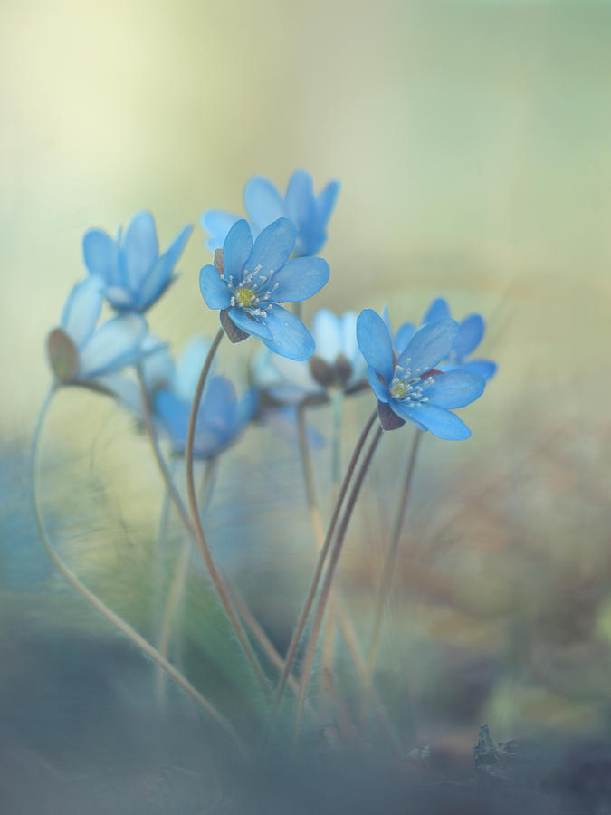 Flower Photograph - Memories Of A Spring by Davis Zandersons
