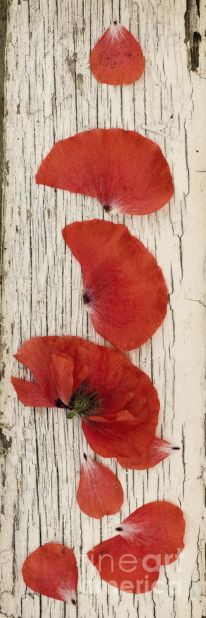 Flower Photograph - Memories Of A Summer Vertical by Priska Wettstein