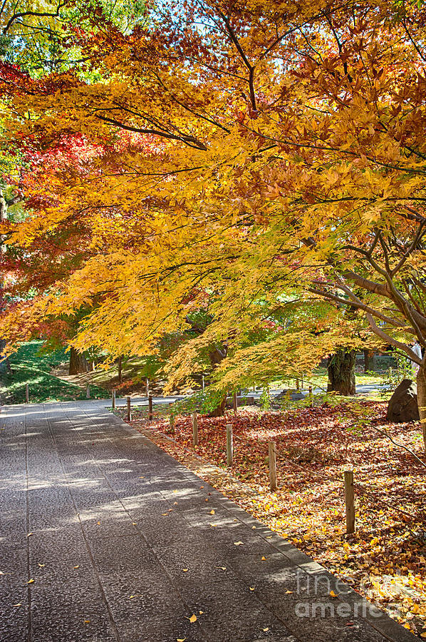 Japan Photograph - Memories of autumn-3 by Tad Kanazaki Japan Photograph - Memories of autumn-3 by Tad Kanazaki