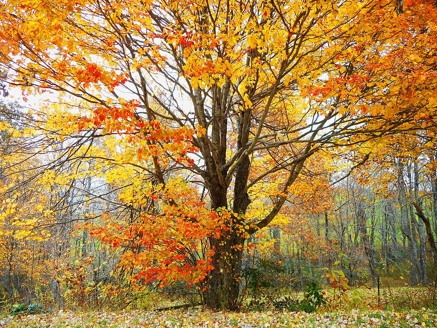 Memories of Autumn Photograph by Diannah Lynch