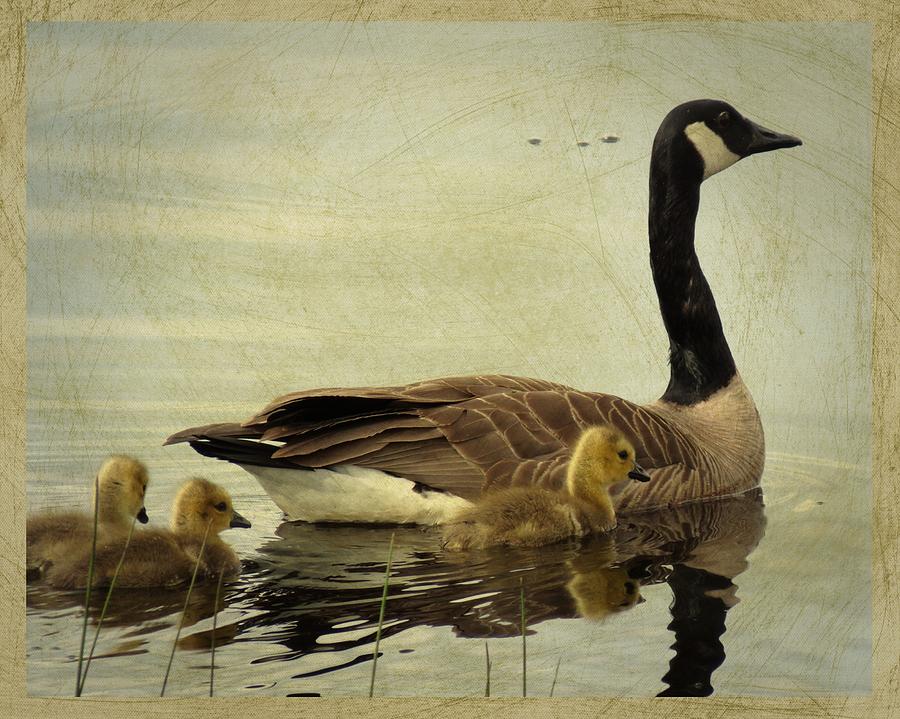 Geese Digital Art - Memories of Motherhood by Iina Van Lawick