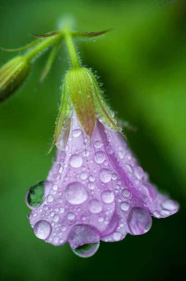 Memories of Rain Photograph by Jenny Rainbow