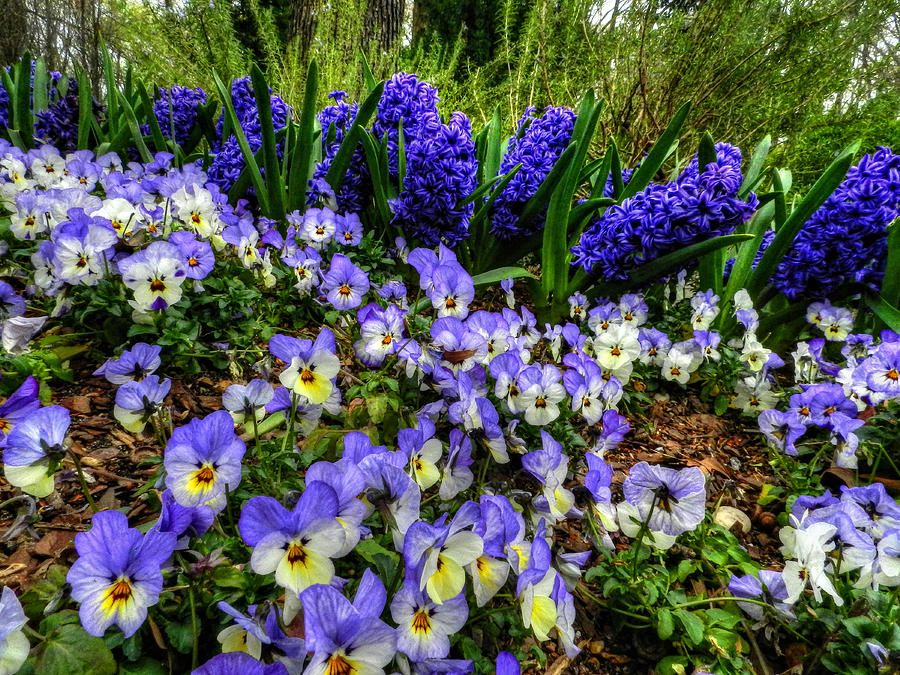 Flower Photograph - Memphis - Dixon Gardens 002 by Lance Vaughn