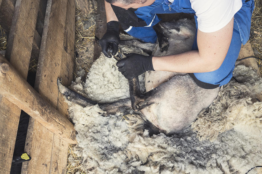 Men shearing sheep Photograph by Vesnaandjic