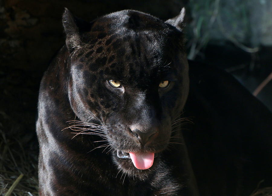 Menacing Black Jaguar Eyes Photograph by Ger Bosma