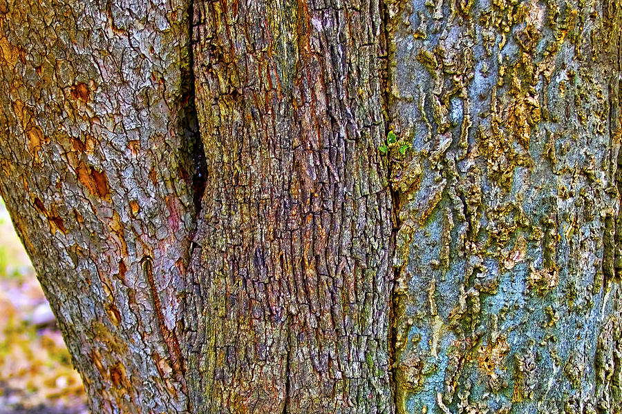 Menage a Tree Photograph by Gary Holmes