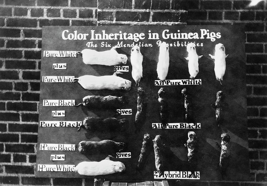 Mendelian Inheritance Display By Science Photo Library