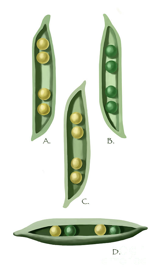 Mendels Peas Photograph by Spencer Sutton