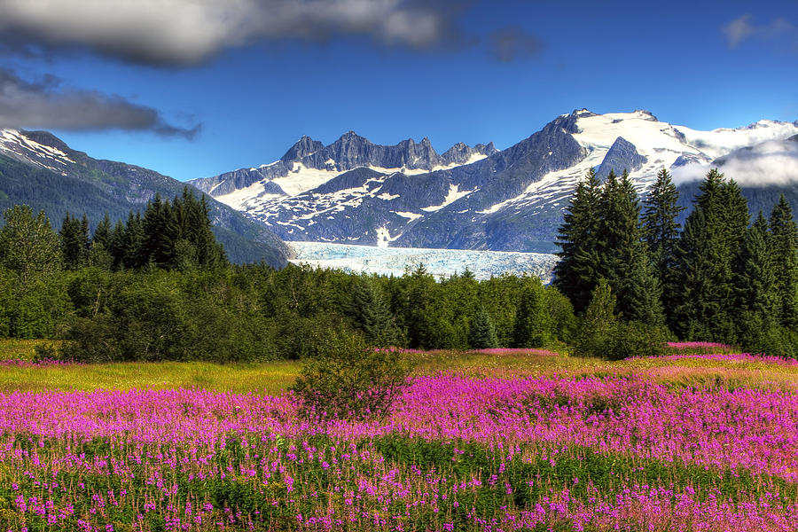 Mendenhall Fireweed Photograph by Mike Criss