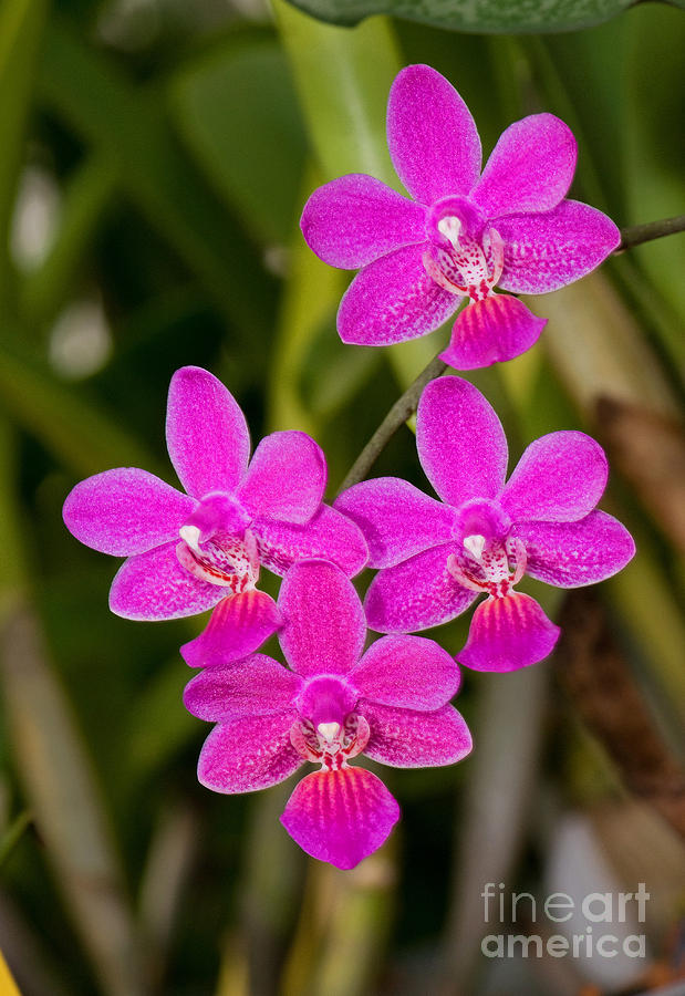 Mendenhall Orchid Photograph by Millard H. Sharp