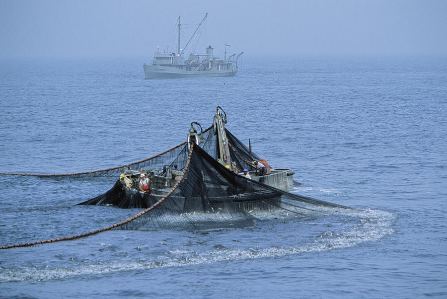 Menhaden Photograph by Peter Essick Menhaden Photograph by Peter Essick