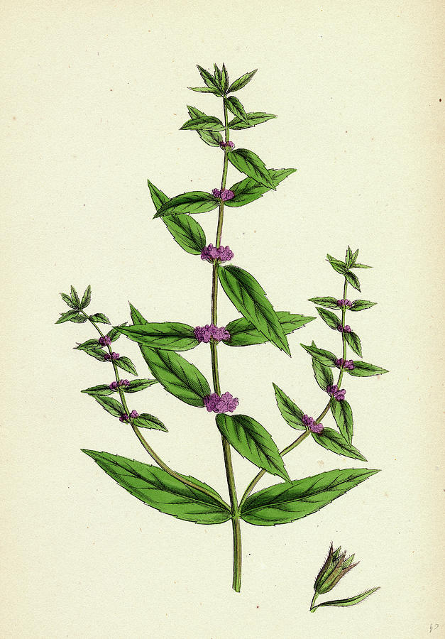 Mentha Gracilis Var Drawing by English School - Fine Art America