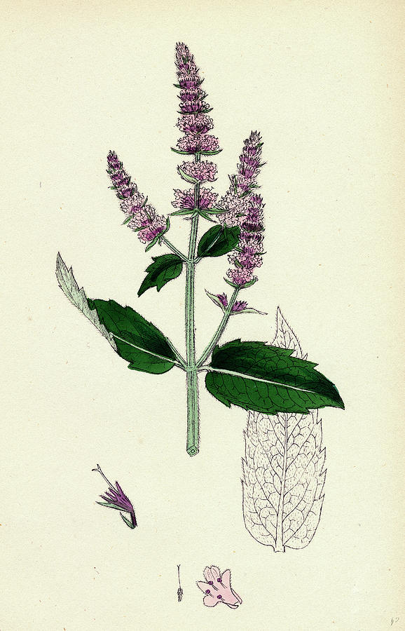 Mentha Sylvestris Common Horse-mint Drawing by English School - Fine ...