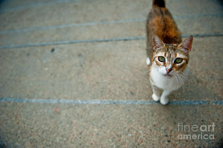 Cat Photograph - Meow by L Machiavelli