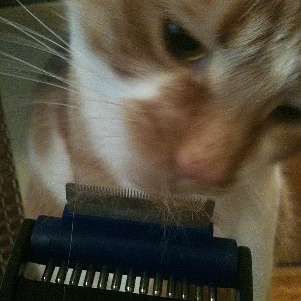 Meowster Hates It When I Brush Him Photograph by Abby Edwards