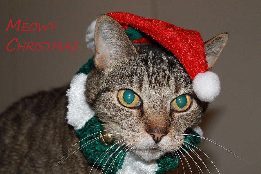 Meowy Christmas Photograph by Catie Canetti