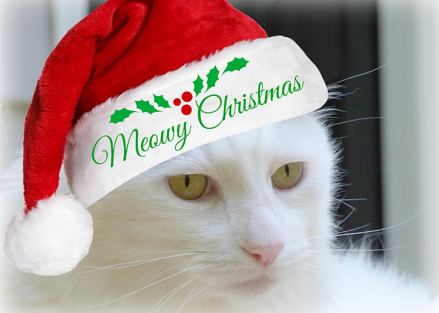 Meowy Christmas Photograph by Jean Wright