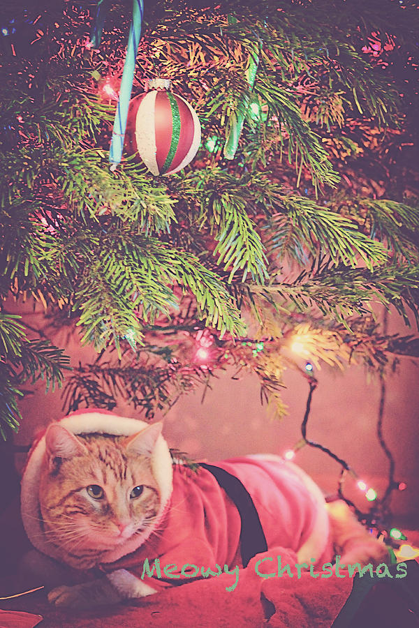Christmas Photograph - Meowy Christmas by Melanie Lankford Photography