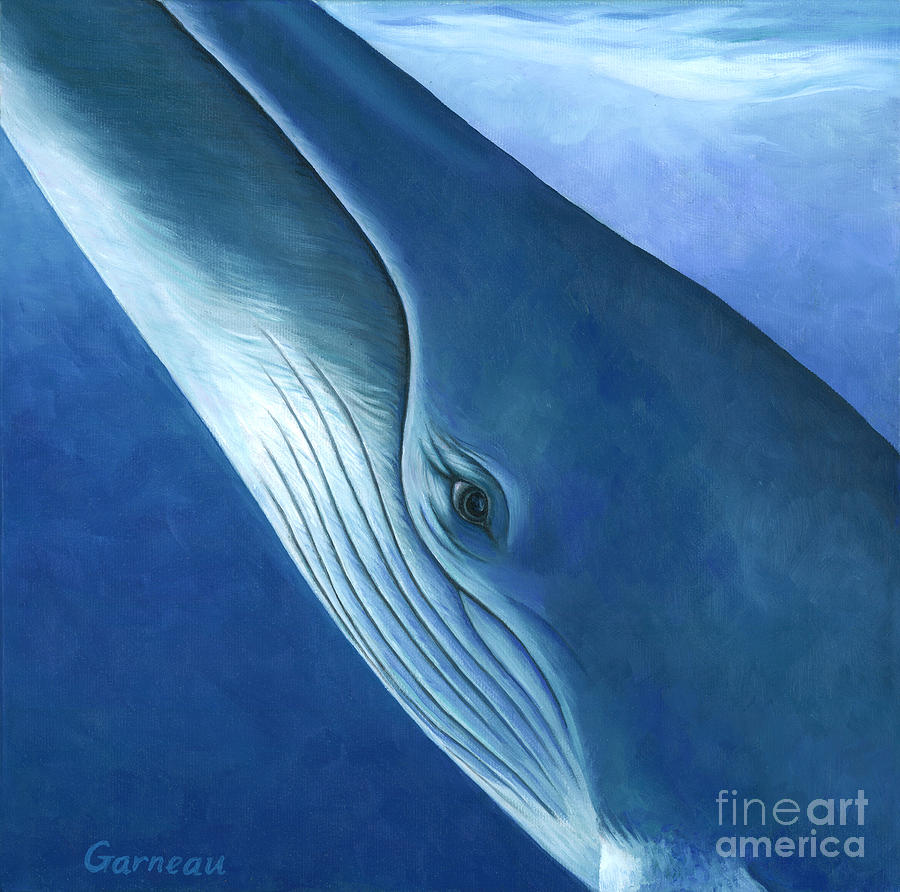 Whale Painting - Mera  by Catherine Garneau