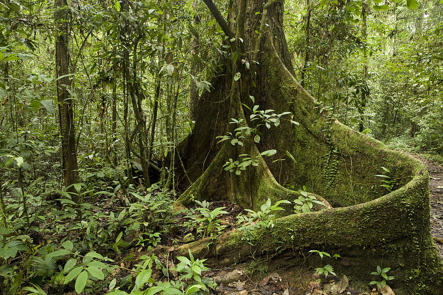 Meranti Tree In Rainforest Sabah Borneo Photograph by Sebastian Kennerknecht