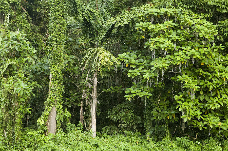 Meranti Trees In Rainforest Sabah Borneo Photograph by Sebastian Kennerknecht