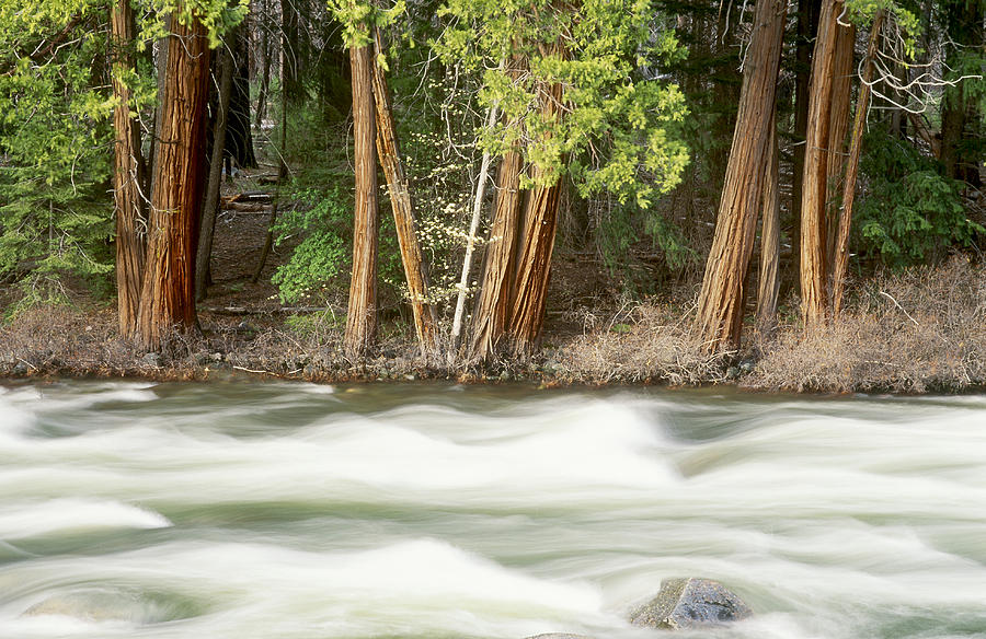 Merced River In Yosemite Valley Photograph by Brenda Tharp