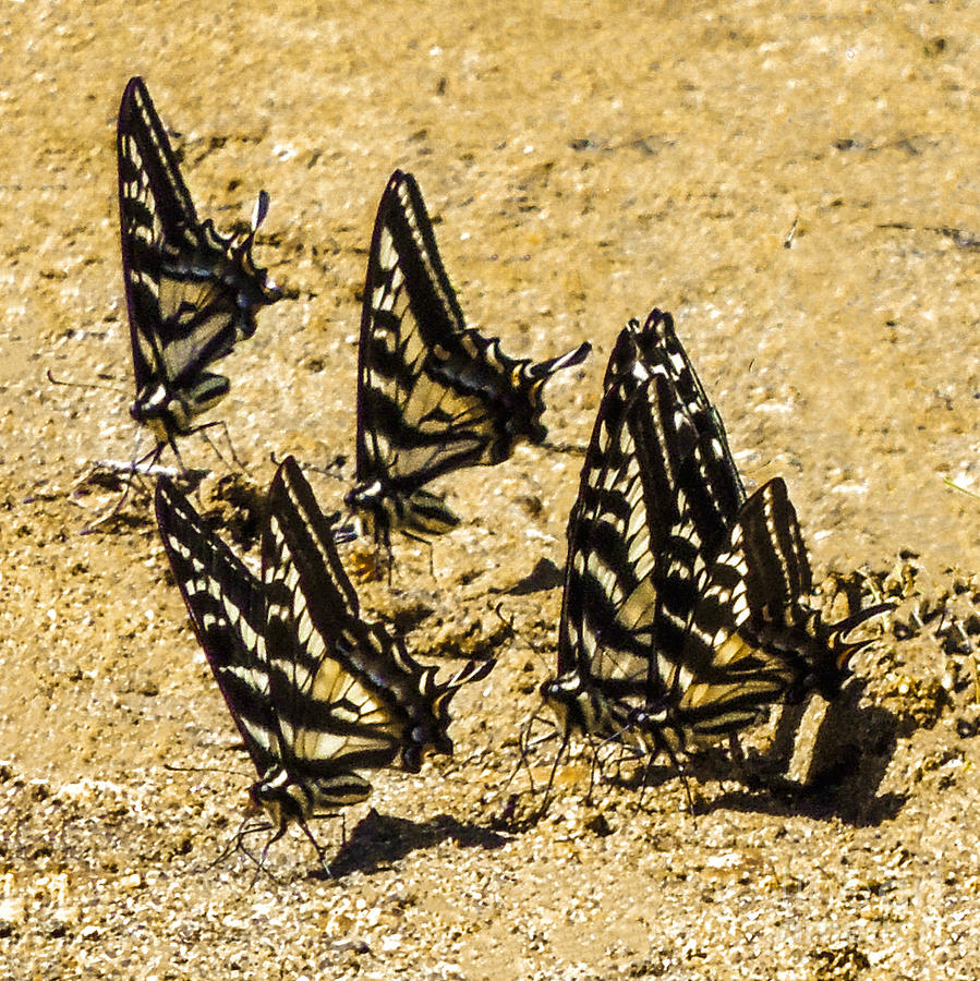 Merced Swallowtails Digital Art by L J Oakes