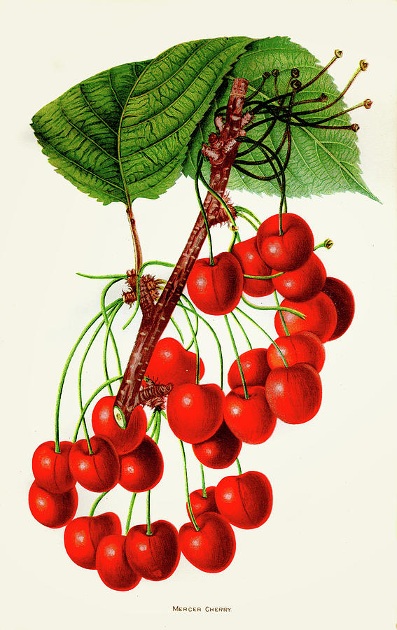 Mercer Cherry Illustration 1892 Digital Art by Thepalmer Mercer Cherry Illustration 1892 Digital Art by Thepalmer
